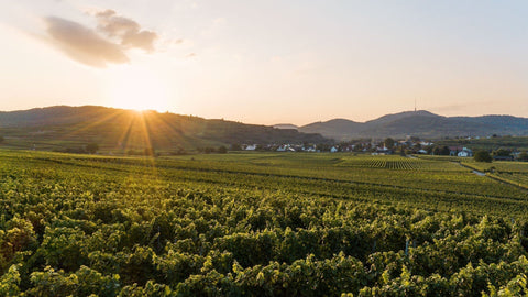 Weinwanderungen am Kaiserstuhl